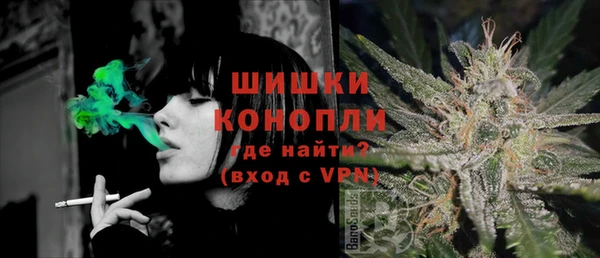 индика Ельня